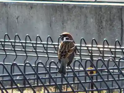 舞子六神社／まいこむの宮の動物