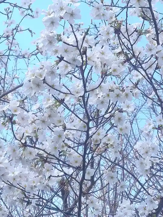 足高神社の自然