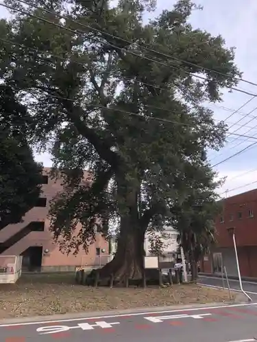 八雲神社（砂神社）の自然