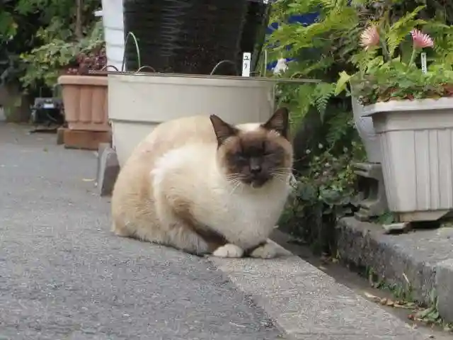 難波大社 生國魂神社(大阪府)