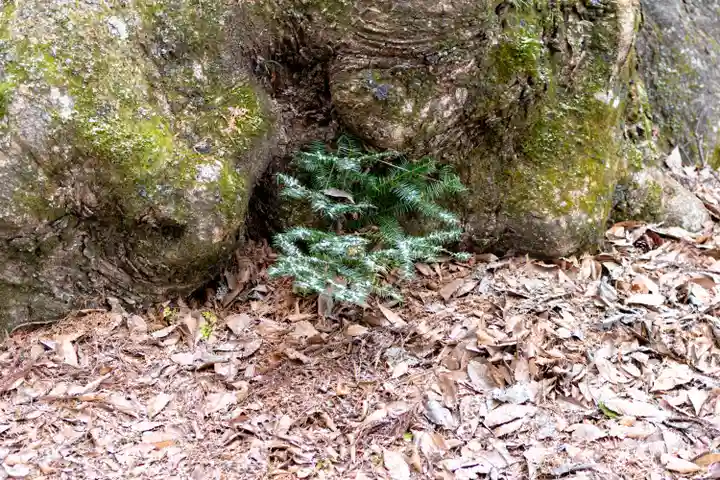 諏訪大社(長野県)