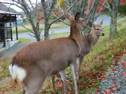 厚岸神社の動物