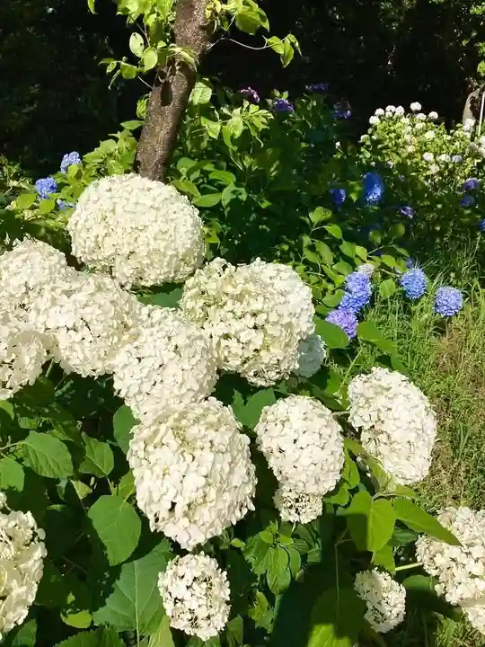 本土寺(千葉県)