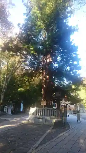 諏訪大社下社秋宮の自然