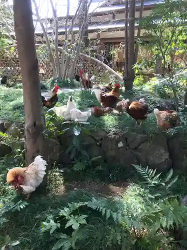 岩槻久伊豆神社の動物