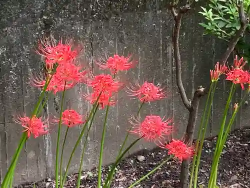 亀戸 香取神社の自然