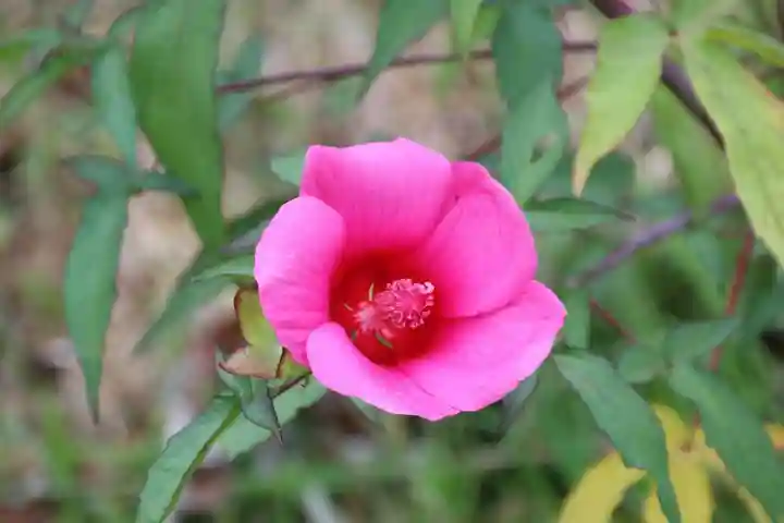 阿久津「田村神社」(郡山市阿久津町)旧社名:伊豆箱根三嶋三社の庭園