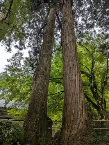 中尊寺金色堂(岩手県)