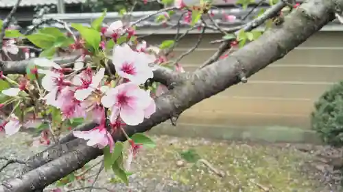 大報恩寺（千本釈迦堂）の自然