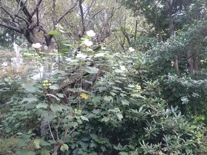 阿佐ヶ谷神明宮の自然