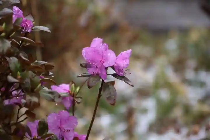 豊景神社の庭園