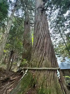 戸隠神社火之御子社(長野県)