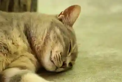 玉野御嶽神社(愛知県)