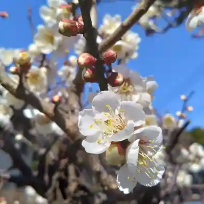 白山神社(神奈川県)