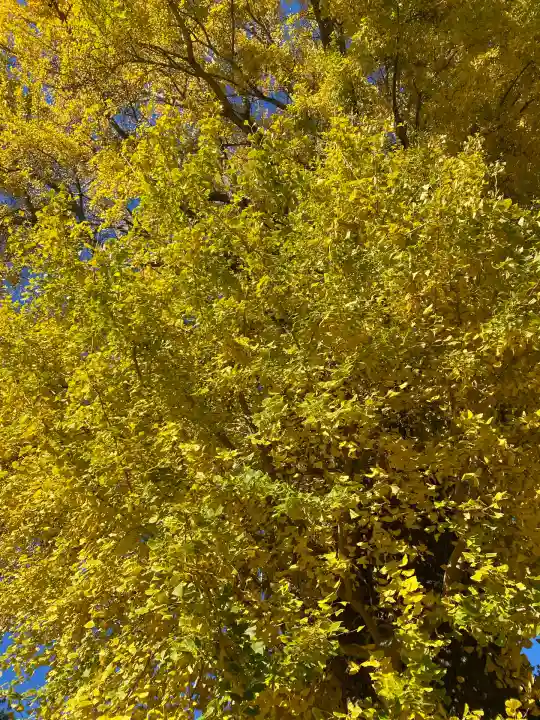 長沼八幡宮(栃木県)