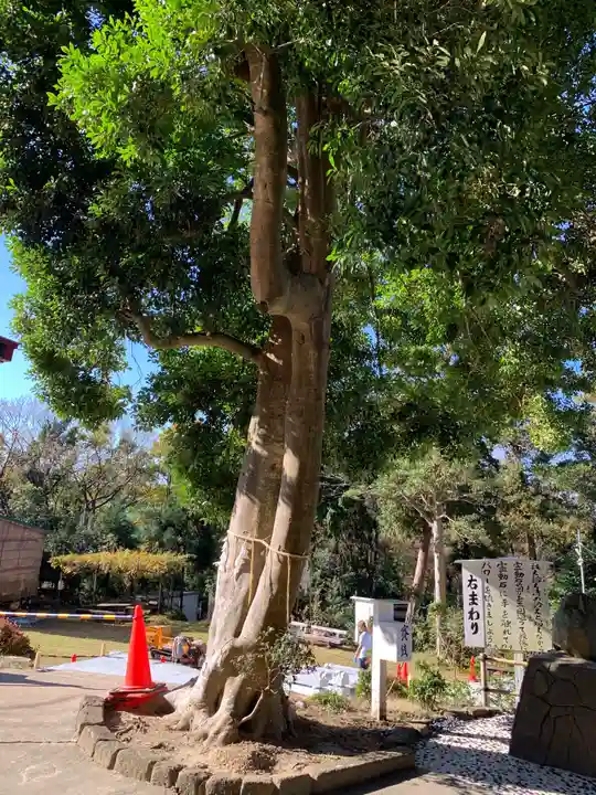 思金神社の自然