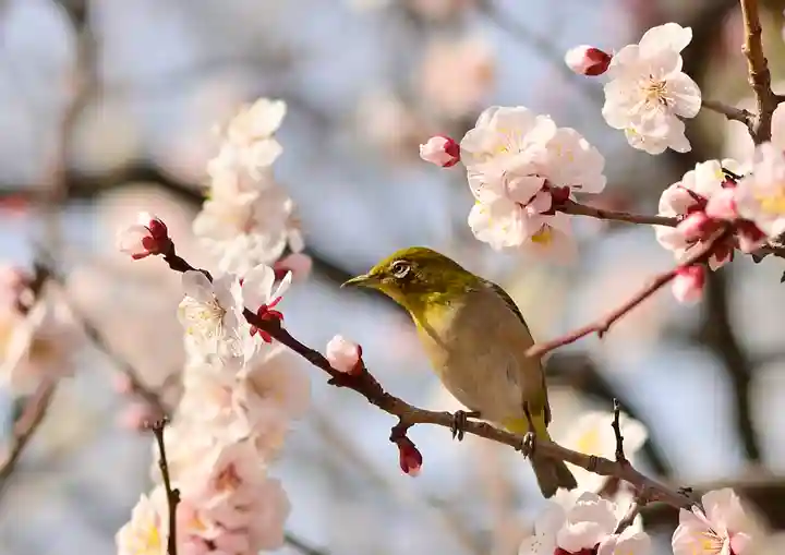 湯島天満宮の動物