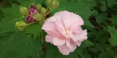 平野神社(京都府)