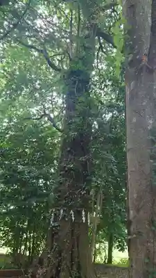 咲前神社(群馬県)