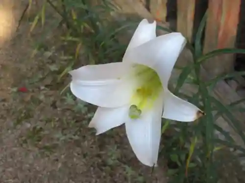 篠葉沢稲荷神社の自然