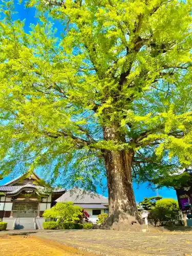 地蔵寺(徳島県)