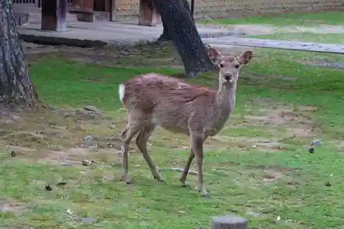 東大寺の動物