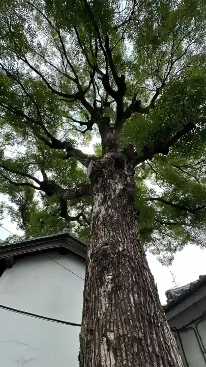 彌刀神社(大阪府)