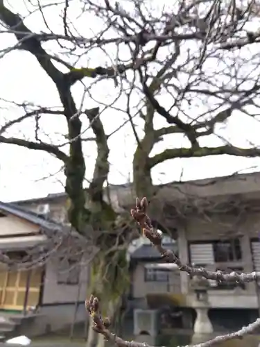 妙経寺(福井県)