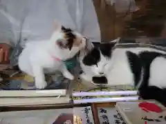 賀茂別雷神社の動物