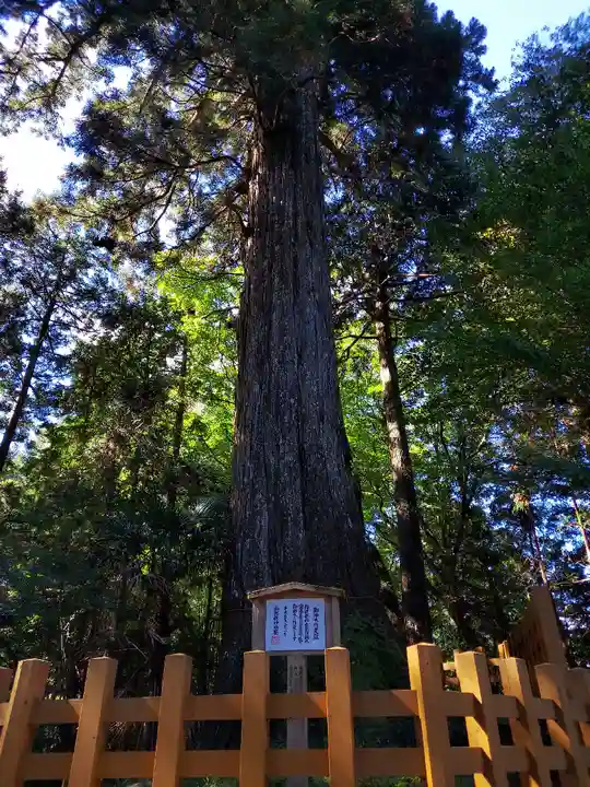 須山浅間神社の自然