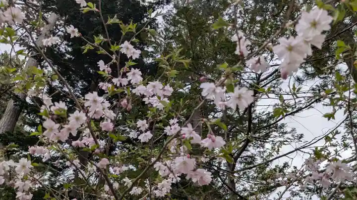 上川神社の自然