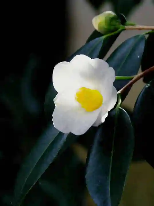 三津厳島神社(愛媛県)