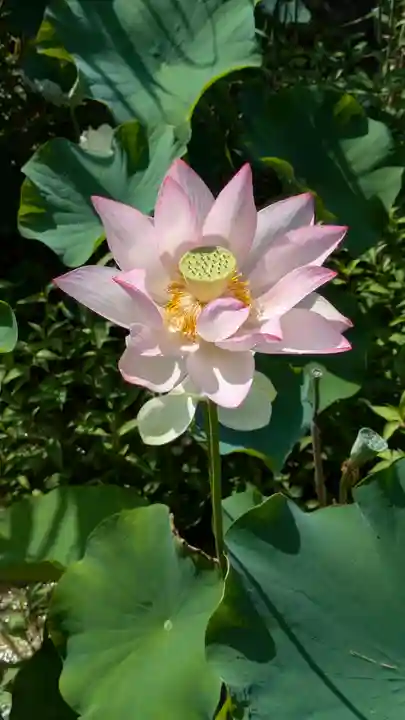 智積院(京都府)