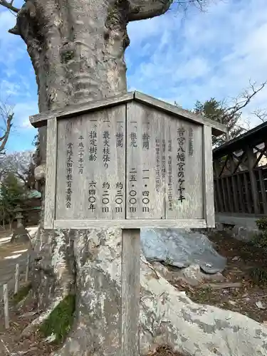 若宮八幡宮(茨城県)