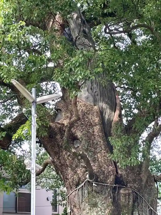 山王神社の自然
