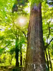 楯縫神社の自然