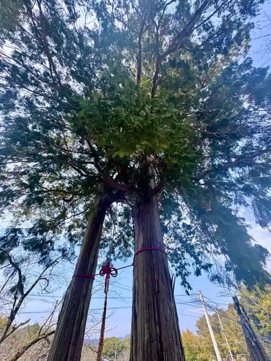武雄神社の{uncategorized: "未分類", other: "その他", undefined: "問題あり", building: "その他建物", grave: "お墓", sacred_gate: "鳥居", guardian: "狛犬", statue: "像", buddha: "仏像", history: "歴史", nature: "自然", garden: "庭園", animal: "動物", pagoda: "塔", temizu: "手水舎", mountain_gate: "山門・神門", sanctuary: "本殿・本堂", subordinate: "末社・摂社", art: "芸術", scenery: "景色", jizo: "地蔵", ema: "絵馬", goshuin: "御朱印", omikuji: "おみくじ", items: "授与品その他", amulet: "お守り", goshuincho: "御朱印帳", eats: "食事", festival: "お祭り", votive_dance: "神楽", shichigosan: "七五三参", wedding: "結婚式", experience: "体験その他", initially: "初詣", around: "周辺", anti_infection: "感染症対策"}
