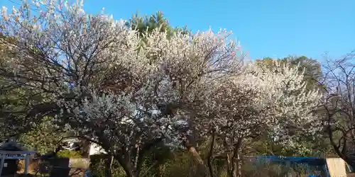 玉敷神社の自然
