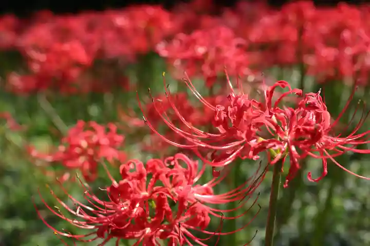 高幡不動尊 金剛寺の自然