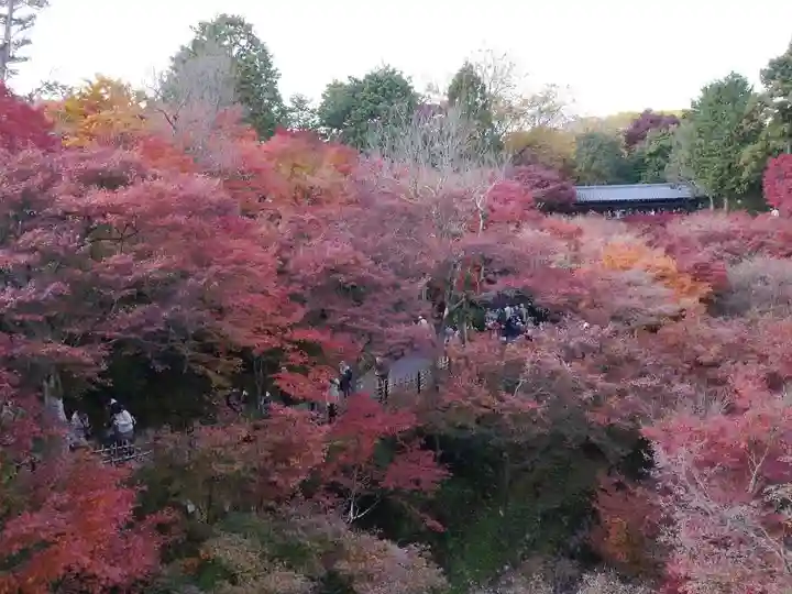 東福禅寺(東福寺)の自然