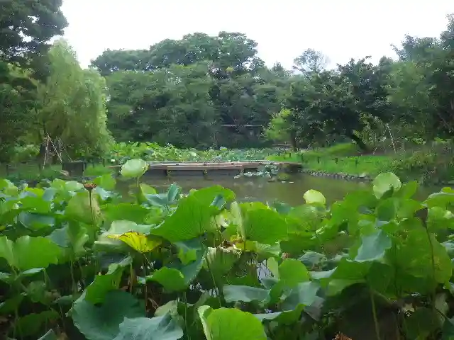 鶴岡八幡宮の庭園