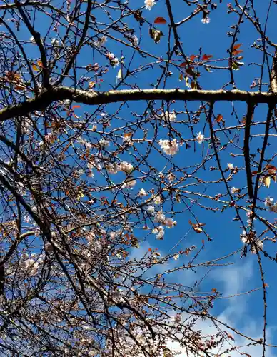 志波彦神社・鹽竈神社の自然