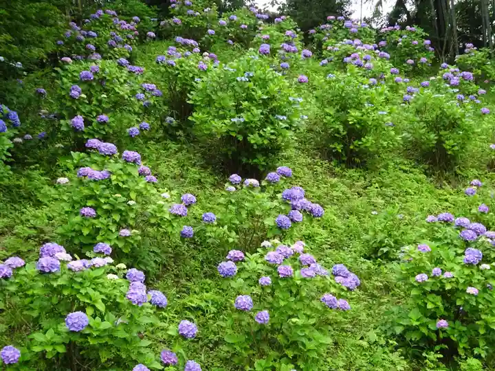天台宗 長窪山 正覚寺の自然