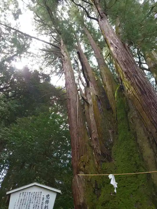 萩日吉神社の自然
