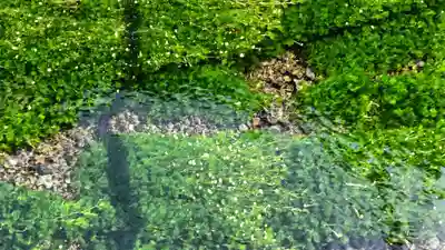 白瀧観音堂の自然