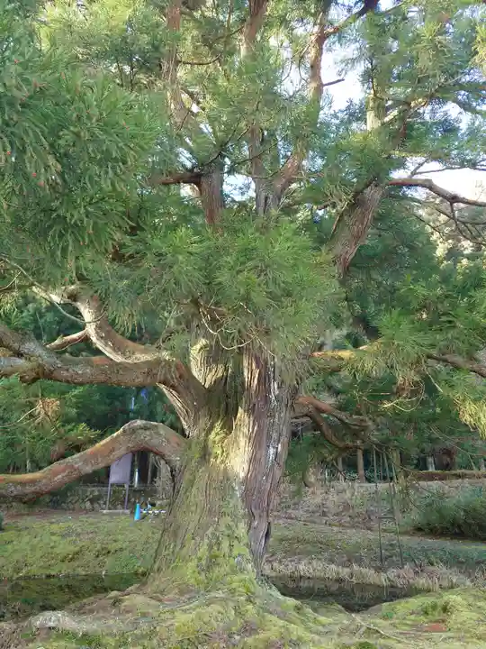 一本杉神社(島根県)
