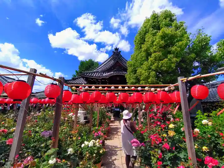 おふさ観音(観音寺)の自然