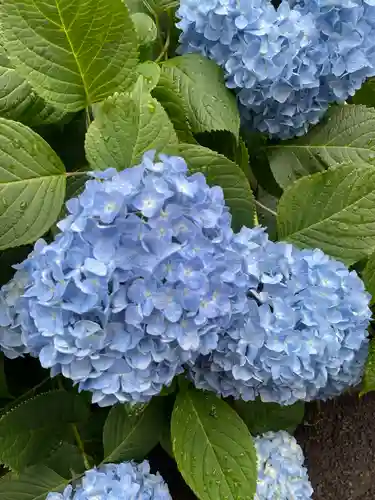 白山神社の自然