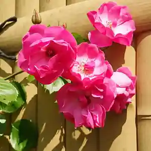 寿量山 速成寺の自然(2019年05月13日(月) 13時31分27秒投稿)