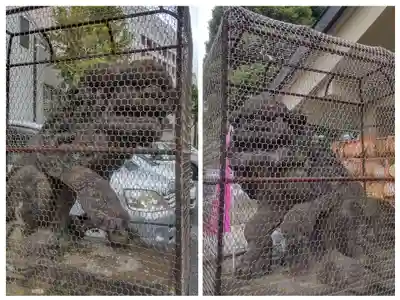 今戸神社(東京都)